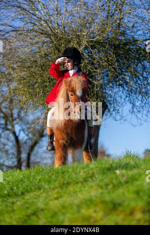 Arley, Worcestershire, Royaume-Uni. 27 décembre 2020. En raison des chasses peu importantes du lendemain de Noël dues aux restrictions de Covid, Henley Mills, 7 ans, se met à faire sa propre « chasse » ce matin. Vêtu d'une tunique rouge, d'un casque et d'une assise magistrale sur son mont Radish - un poney de 7 ans - Henley a un moment de gloire. Henley et sa famille, d'Arley dans le Worcestershire, auraient normalement assisté à la chasse aux bois et à l'Albrighton à Hagley Hall, mais des spectateurs et des suiveurs étaient absents en raison des règles de Covid, ce qui l'a laissé déçu. Crédit : Peter Lophan/Alay Live News Banque D'Images