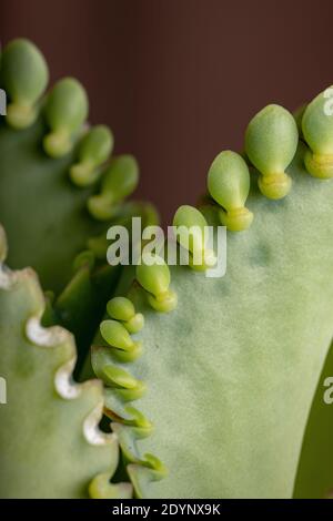 Détails des feuilles d'une plante crasulacée du Espèce Kalanchoe laetivirens Banque D'Images