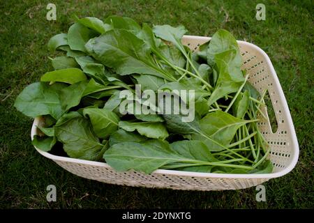 Feuilles d'épinard vert frais coupées et récoltées et mises en panier dans le jardin de la cuisine maison. Épinards indiens à feuilles vertes dans un récipient avec une Fi d'herbe Banque D'Images