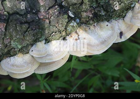 Trametes ochracea, connu sous le nom de champignon à l'ocre, les champignons de la Finlande Banque D'Images