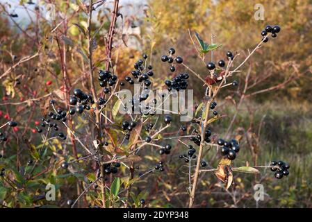 Branche de Ligustrum vulgare aux fruits noirs Banque D'Images