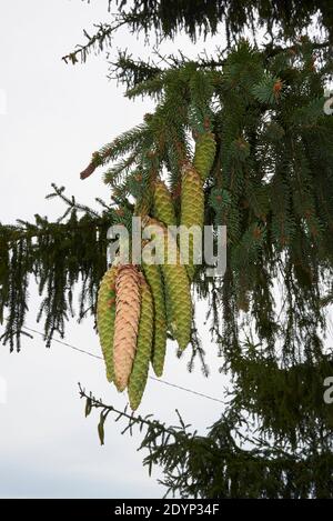 Vue rapprochée de la branche de Picea abies Banque D'Images