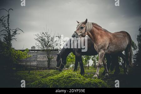 Les chevaux de portrait mangent de l'herbe dans la ferme. Banque D'Images