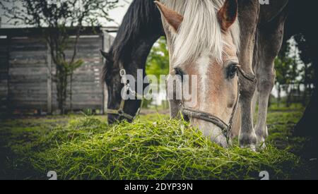 Les chevaux de portrait mangent de l'herbe dans la ferme. Banque D'Images