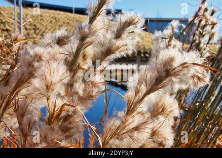 Les herbes ornementales d'hiver en fleur forment le premier plan de cette photo prise au parc urbain le plus populaire d'Oklahoma City, le Scissortail Park. Banque D'Images