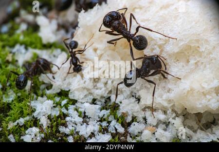 fourmis mange du pain macro gros plan Banque D'Images