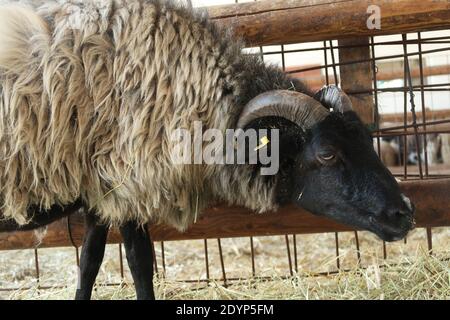 Mouton à face sombre dans la ferme. Banque D'Images