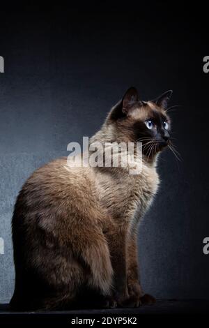 Le chat siamois se trouve sur un fond gris-noir. Un bel animal. Le chat est sur le côté. Banque D'Images