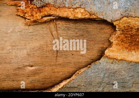 Arrière-plan de texture de bois très détaillé Banque D'Images