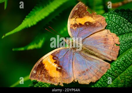 gros plan de la plupart des papillon merveilleux (kallima inachus) papillon à feuilles de chêne orange. Banque D'Images