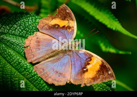 beau papillon assis sur la feuille. Banque D'Images