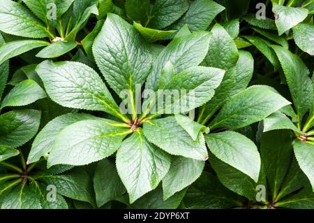 Feuillage de Helleborus orientalis 'Red Hybrid'. Banque D'Images