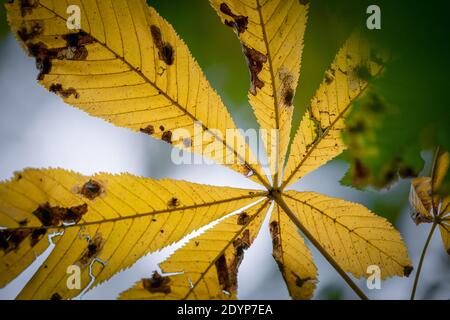 Feuilles de châtaignes jaunes sèches et automnales en forêt, Royaume-Uni Banque D'Images