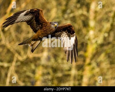 Cerf-volant rouge au milieu du pays de Galles Banque D'Images