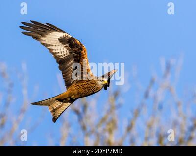 Cerf-volant rouge au milieu du pays de Galles Banque D'Images