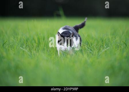 Chat noir et blanc marche dans l'herbe haute Banque D'Images