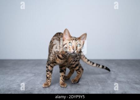 portrait d'un jeune chat bengal amusant regardant l'appareil photo curieusement sur le sol en béton devant le mur blanc Banque D'Images