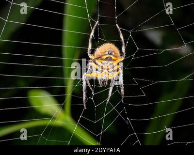 Une très grande araignée en toile d'orbe (Eriophora sp.) dans son web dans la forêt tropicale sous-étage de l'Amazone équatorienne. Banque D'Images