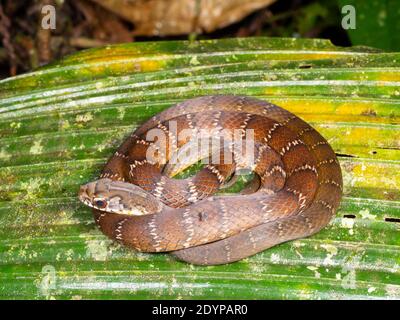 Raceuse forestière du Nord (dichrous de Drymoluber) enroulé sur une feuille de palmier dans la forêt tropicale dans le Amazonie équatorienne Banque D'Images