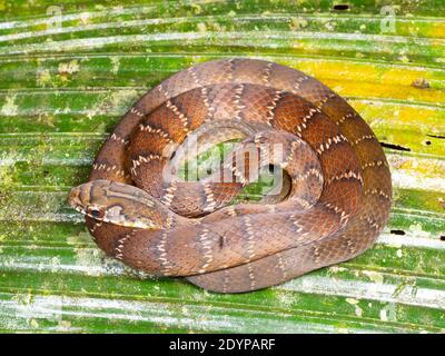 Raceuse forestière du Nord (dichrous de Drymoluber) enroulé sur une feuille de palmier dans la forêt tropicale dans le Amazonie équatorienne Banque D'Images