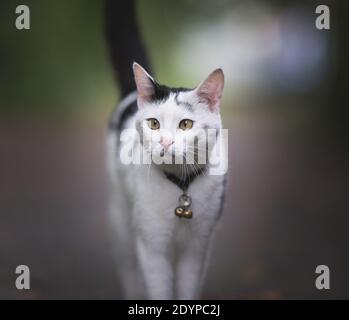 gros plan d'un shorthair domestique noir et blanc chat sur le trottoir Banque D'Images