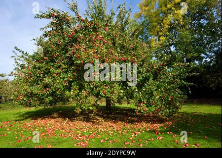 Pommier portant des pommes rouges et des chutes de pommes rouges sur le sol en dessous. Banque D'Images