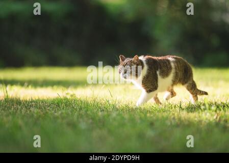 British shorthair cat se faufiler à travers le jardin Banque D'Images