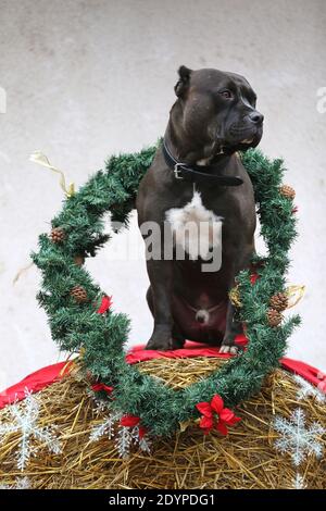 Chien américain de race noire portant un noël de saison couronne placée devant la paroi blanche sur la balle de paille hiver Banque D'Images