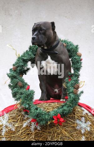 Chien américain de race noire portant un noël de saison couronne placée devant la paroi blanche sur la balle de paille hiver Banque D'Images