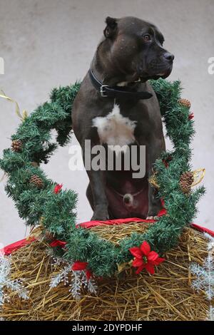 Chien américain de race noire portant un noël de saison couronne placée devant la paroi blanche sur la balle de paille hiver Banque D'Images