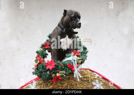 Chien américain de race noire portant un noël de saison couronne placée devant la paroi blanche sur la balle de paille hiver Banque D'Images