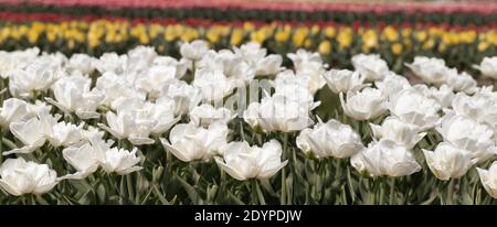 panorama magnifique champ de fleurs de tulipe blanches en pleine floraison au printemps. bannière Banque D'Images