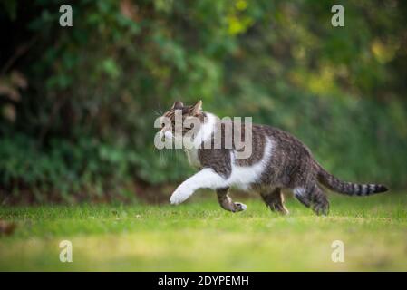 British shorthair cat se faufiler à travers le jardin Banque D'Images