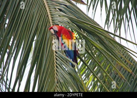 Perroquet rouge sur un palmier au Costa Rica Ara Banque D'Images