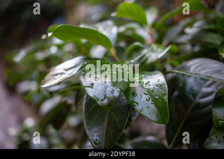 Gouttes de pluie sur les lames en vue rapprochée. Le feuillage frais vert pousse avec des gouttes de rosée transparentes le matin. Bulles d'eau sur la plante pour le fond. BL Banque D'Images