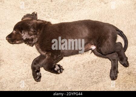 Retriever à revêtement plat brun chiot dormant sur le sol. Repose-chien. Chiot endormi. Jeune chien de chasse. Banque D'Images