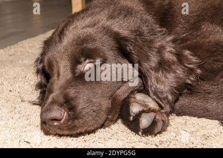 Retriever à revêtement plat brun chiot dormant sur le sol. Repose-chien. Chiot endormi. Jeune chien de chasse. Banque D'Images