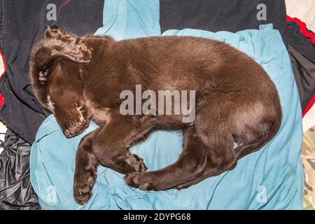 Retriever à revêtement plat brun chiot dormant sur le sol. Repose-chien. Chiot endormi. Jeune chien de chasse. Banque D'Images