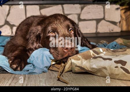 Retriever à revêtement plat brun chiot dormant sur le sol. Repose-chien. Chiot endormi. Jeune chien de chasse. Banque D'Images