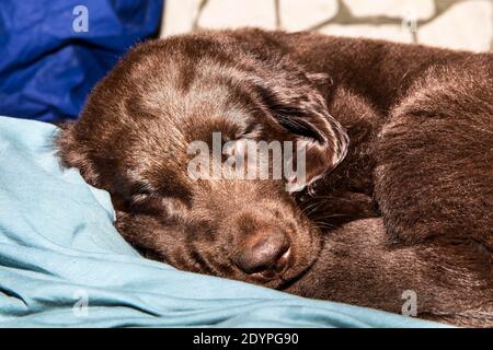 Retriever à revêtement plat brun chiot dormant sur le sol. Repose-chien. Chiot endormi. Jeune chien de chasse. Banque D'Images