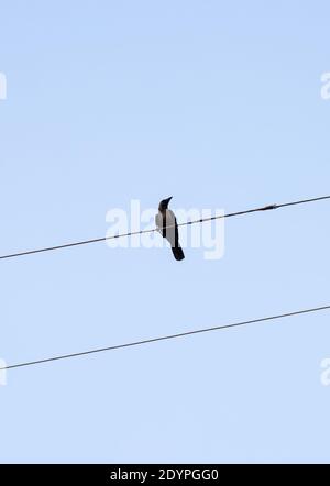 Une corneille est assise sur un fil électrique Banque D'Images