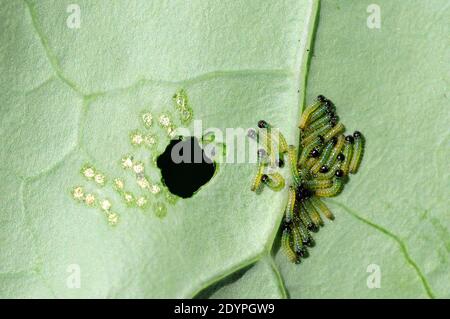Grosses chenilles de papillons blancs (Pieris brassicae) Banque D'Images
