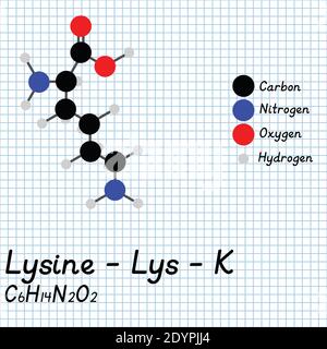 Lysine - Lys - K acides aminés formule moléculaire et structure chimique . Modèle de boule et de bâton 2D sur fond de feuille de papier de l'école. EPS10 Illustration de Vecteur