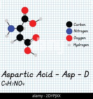 Acide aspartique - ASP - D acides aminés formule moléculaire et structure chimique . Modèle de boule et de bâton 2D sur fond de feuille de papier de l'école. EPS10 Illustration de Vecteur