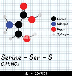 Sérine - SER - S acides aminés formule moléculaire et structure chimique . Modèle de boule et de bâton 2D sur fond de feuille de papier de l'école. EPS10 Illustration de Vecteur