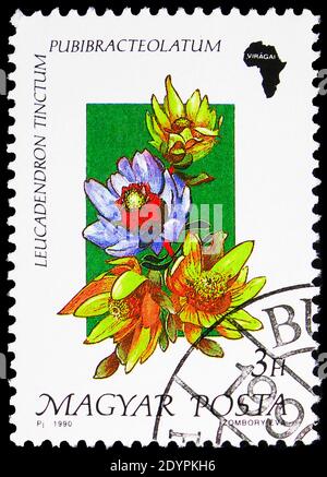 MOSCOU, RUSSIE - 19 AOÛT 2019: Timbre-poste imprimé en Hongrie montre Leucadendron, série Flora of Africa, vers 1990 Banque D'Images