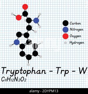 Tryptophane - TRP - W acides aminés formule moléculaire et structure chimique . Modèle de boule et de bâton 2D sur fond de feuille de papier de l'école. EPS10 Illustration de Vecteur