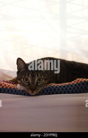 un chat doux repose sur le lit Banque D'Images