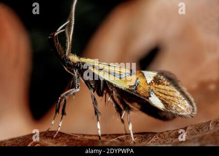 Un exemple de papillon commun tubique, l'Alagonia geoffrella. Nord Dorset Angleterre GB. Banque D'Images