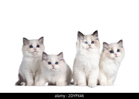 Groupe de 4 chatons de chat Ragdoll, assis et se posant les uns à côté des autres sur une rangée parfaite. Tout en regardant vers l'appareil photo avec de beaux yeux bleus. Isolé sur Banque D'Images